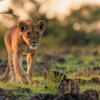 Lion cub in Masai Mara National Reserve, Kenya.