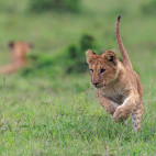 Lion cub in Masai Mara National Reserve, Kenya.