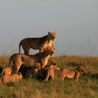 Lion pride in Masai Mara National Reserve, Kenya.