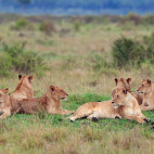 Lion pride in Masai Mara National Reserve, Kenya.