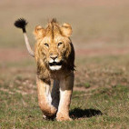 Lion in Masai Mara National Reserve, Kenya