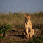 Lioness in Masai Mara National Reserve, Kenya.