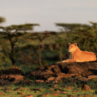 Lioness in Kenya.