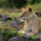 Lioness in Kenya.