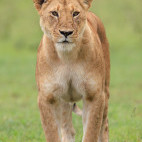 Lioness in Masai Mara National Reserve, Kenya.