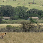 Cheetah near Porini Lion Camp in Kenya.
