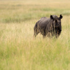 Black rhino in Masai Mara National Reserve, Kenya.