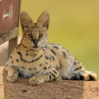 Serval in Masai Mara National Reserve, Kenya.
