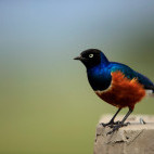 Superb starling in Masai Mara National Reserve, Kenya.
