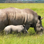 Rhino in Masai Mara National Reserve, Kenya