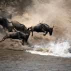 Wildebeest migration crossing the Mara River in Kenya