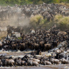 Wildebeest migration crossing the Mara River in Kenya