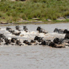 Wildebeest migration crossing Mara River in Kenya.