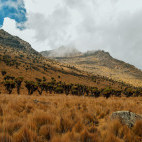 Savanna landscape at Mount Kenya