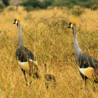 Grey-crowned crane in Nairobi National Park, Kenya