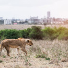 Lioness in Nairobi National Park, Kenya