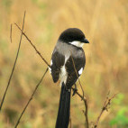 Long-tailed fiscal in Nairobi National Park, Kenya