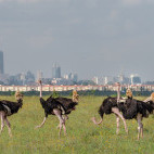 Ostrich in Nairobi National Park, Kenya