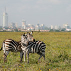 Grant's zebra in Nairobi National Park, Kenya