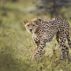 Cheetah in Ol Kinyei Conservancy.