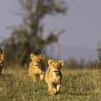 Lioness with cubs in Ol Kinyei Conservancy.