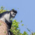 Black-and-white colobus monkey  in Olkirimatian Conservancy, Kenya.