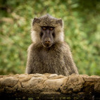 Yellow baboon in Olkirimatian Conservancy, Kenya.