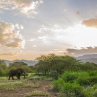 African elephant in Olkirimatian Conservancy, Kenya