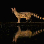 Genet in Olkirimatian Conservancy, Kenya.