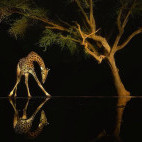 Giraffe in Olkirimatian Conservancy, Kenya.