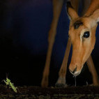 Impala in Olkirimatian Conservancy, Kenya.