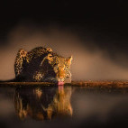 Leopard in Olkirimatian Conservancy, Kenya.