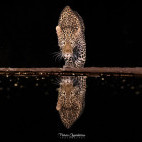Leopard in Olkirimatian Conservancy, Kenya.