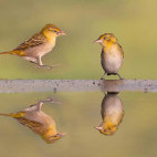 Lesser masked weaver in Olkirimatian Conservancy, Kenya.