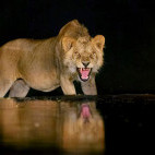 Lion in Olkirimatian Conservancy, Kenya.