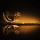 Mongoose in Olkirimatian Conservancy, Kenya.