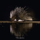 Porcupine in Olkirimatian Conservancy, Kenya.