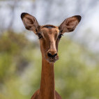 Puku in Olkirimatian Conservancy, Kenya.
