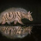 Striped hyena in Olkirimatian Conservancy, Kenya.