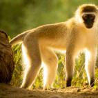 Vervet monkey in Olkirimatian Conservancy, Kenya.