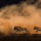 White-bearded wildebeest in Olkirimatian Conservancy, Kenya.