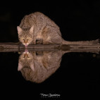Wildcat in Olkirimatian Conservancy, Kenya.