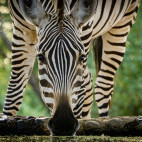 Zebra in Olkirimatian Conservancy, Kenya.