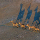 Zebra herd in Olkirimatian Conservancy, Kenya.