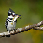 Pied kingfisher in Kenya