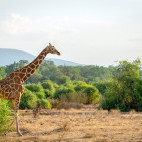 Reticulated giraffe in Kenya