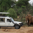 Vehicle safari at Samburu Game Lodge, Kenya