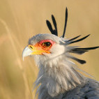 Secretary bird in Kenya