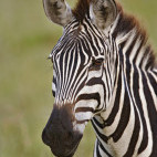 Zebra in Masai Mara, Kenya