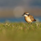 Kittlitz's plover